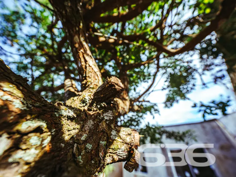 Residência térrea charmosa, com edícula e espaço d