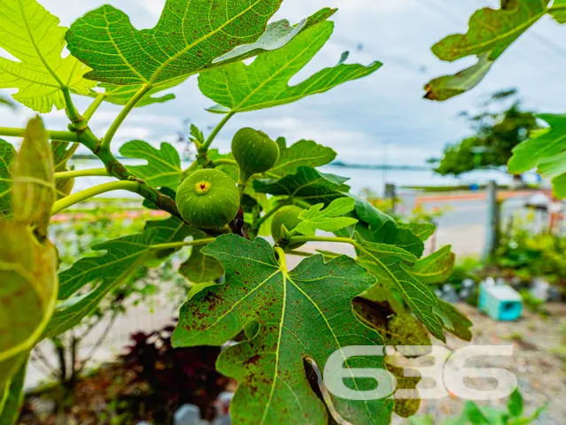 Descubra seu novo lar em Balneário Barra do Sul!
